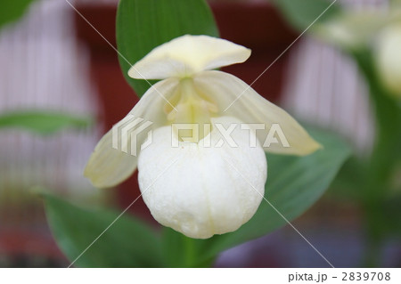 レブンアツモリソウ 2839708