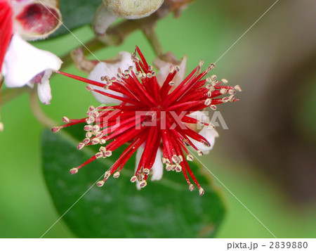 フェイジョア フェイジョア 2839880