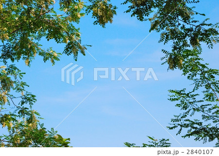 青空とニセアカシアのフレーム 2840107