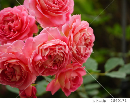 ジュビリー・セレブレーション ジュビリー・セレブレーション 2840171