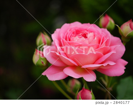 ジュビリー・セレブレーション 2840177