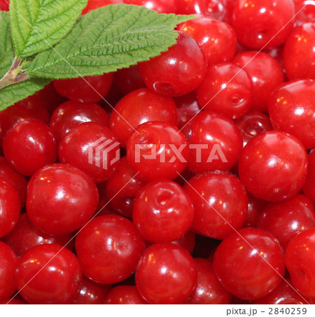 ゆすらうめの実 2840259