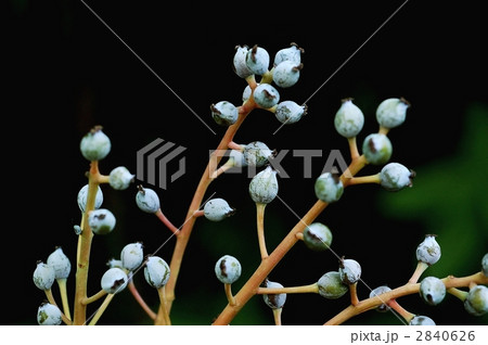 ユズリハ(果実) ユズリハ(果実) 2840626