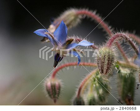 ポリジの花 ポリジの花 2840668