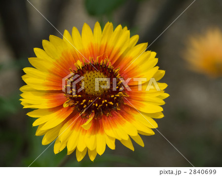 天人菊 2840699