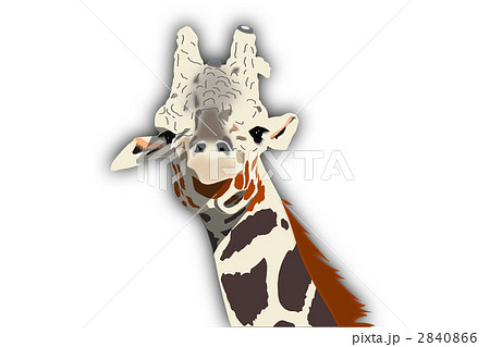 アミメキリン 草食動物 キリンのイラスト素材