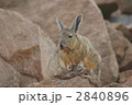 ビスカーチャ 2840896