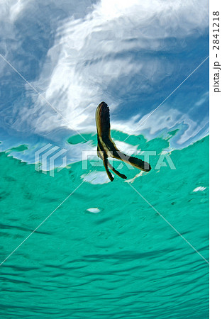 Juvenile batfish 2841218