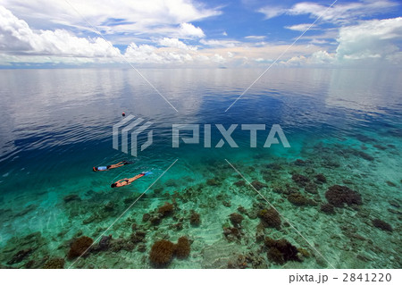 Juvenile batfish 2841220