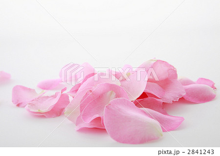 薔薇の花びら 薔薇の花びら 2841243