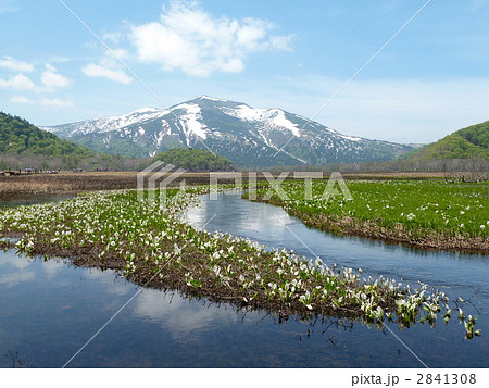 尾瀬国立公園　大堀川から臨む至仏山と水芭蕉 2841308
