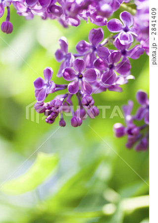 ラッキーライラック ラッキーライラック 2841409