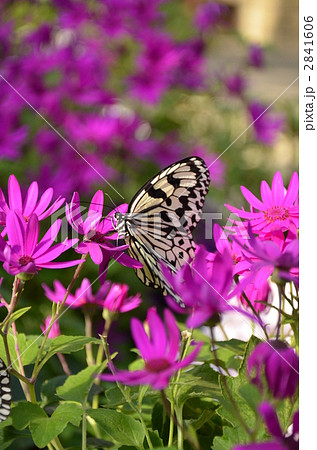 オオゴマダラ2 オオゴマダラ2 2841606