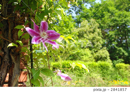 ５月　クレマチス・キンポウゲ科５４ 2841857