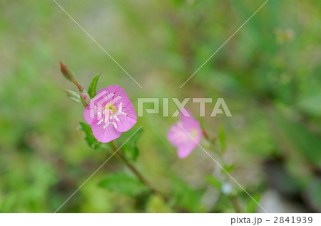 ユウゲショウ ユウゲショウ 2841939