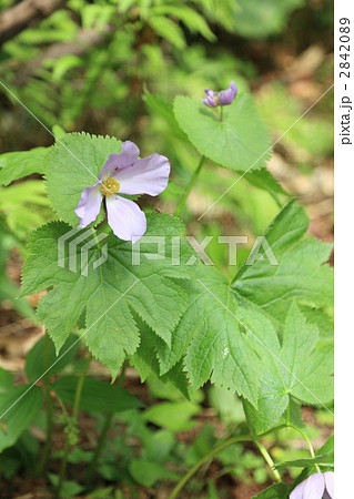 シラネアオイ 2842089