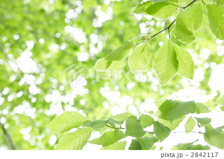 ブナの若葉　産毛 2842117