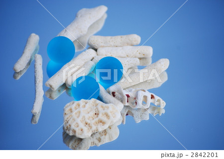 サンゴ サンゴ 2842201