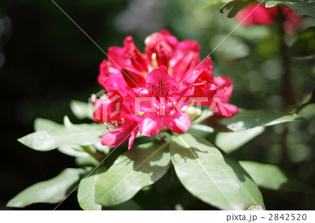 石楠花 2842520