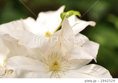クレマチスの花 2842524