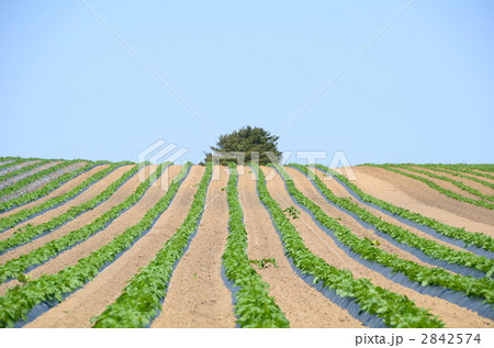 広大な畑 広大な畑 2842574