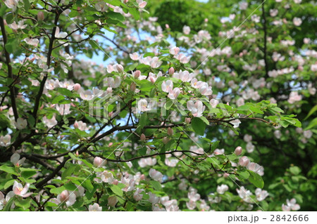マルメロの花 2842666