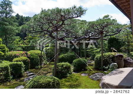 大池寺 開山臥龍の松 大池寺 開山臥龍の松 2842762