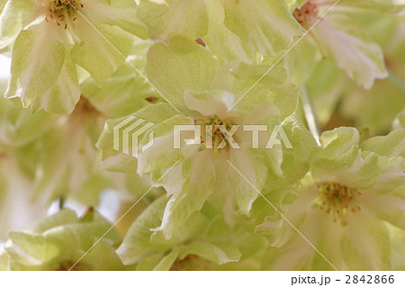 御衣黄桜 2842866