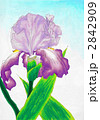 ジャーマンアイリス 2842909