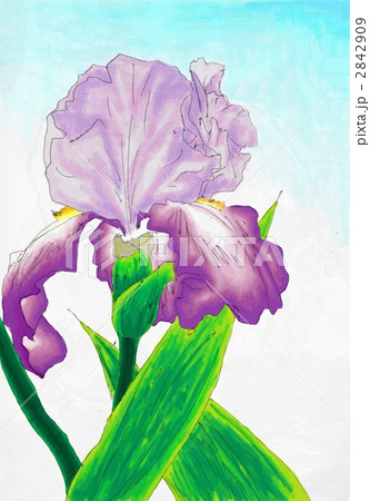 水彩画ジャーマンアイリス