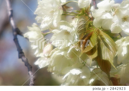 鬱金桜 鬱金桜 2842923