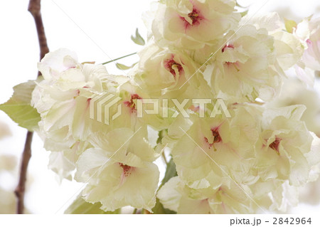 鬱金桜 鬱金桜 2842964