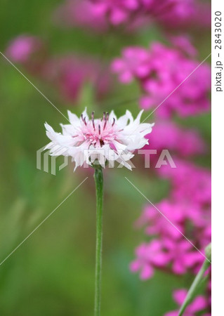 ヤグルマギク006 2843020