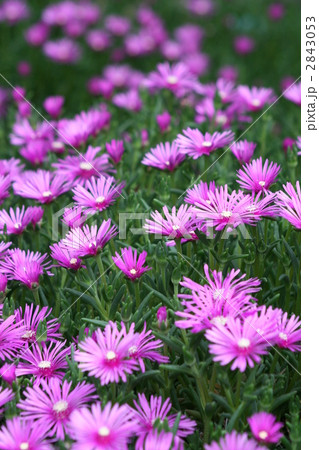 マツバギク002 2843053