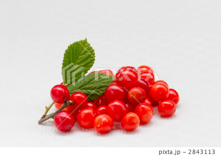 梅もも 梅もも 2843113