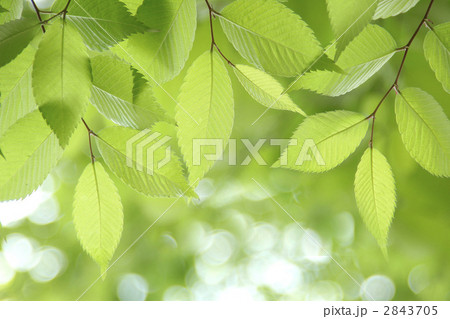 新緑 新緑 2843705
