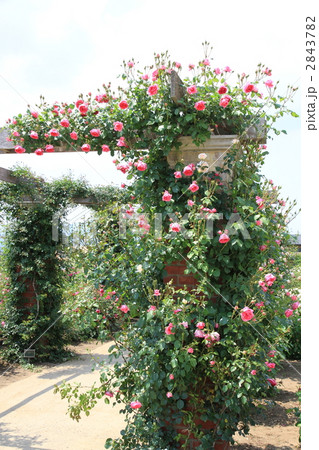 一本木公園のイングリッシュガーデン 2843782