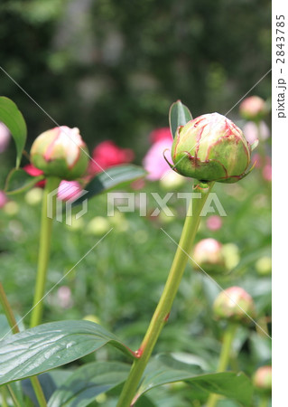 芍薬の蕾 芍薬の蕾 2843785
