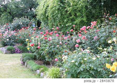 一本木公園のバラ 一本木公園のバラ 2843870