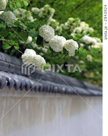 長谷寺のオオデマリ 2843924