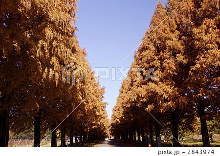 メタセコイヤ並木 2843974