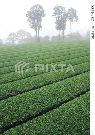 嬉野の茶畑 嬉野の茶畑 2844236