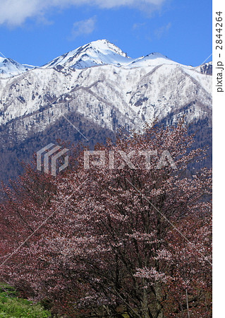 桜と芦別岳(縦) 桜と芦別岳(縦) 2844264