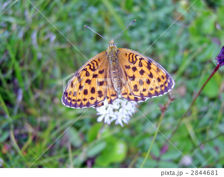 草原のコヒョウモン 草原のコヒョウモン 2844681