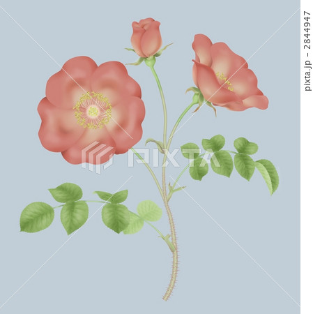 古風な植物画 赤い一重のバラ 2844947