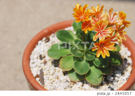 岩花火 2845057