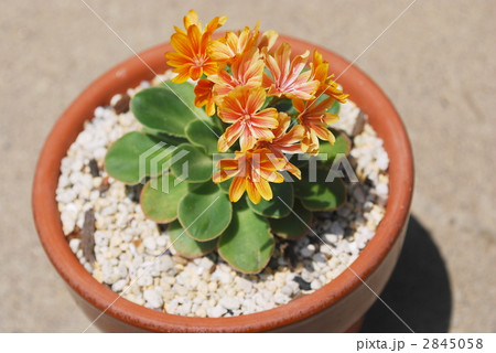 砂漠に咲く花 2845058