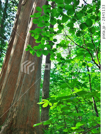 戸隠高原奥社の天然記念物の杉並木 2845133