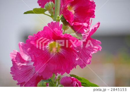 立葵 立葵 2845153