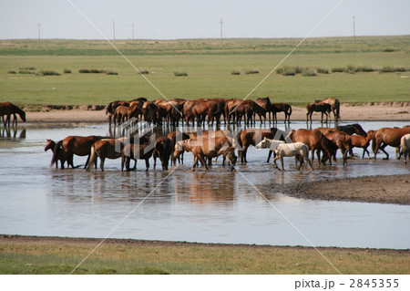 ハイラルの草原 動物の楽園 ハイラルの草原 動物の楽園 2845355